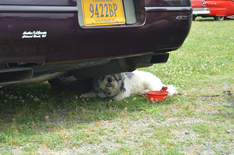 Illustration for article titled CAR SHOW photodump